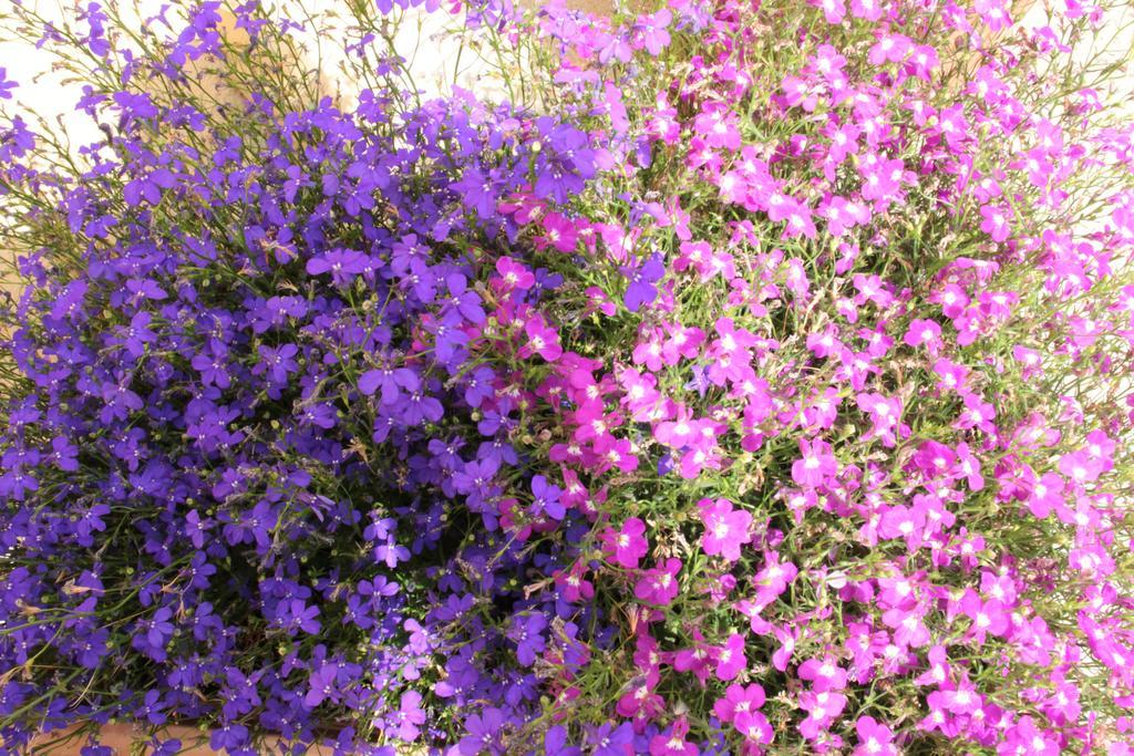 לינה וארוחת בוקר קוורטוצ'ו Fiori E Limoni מראה חיצוני תמונה